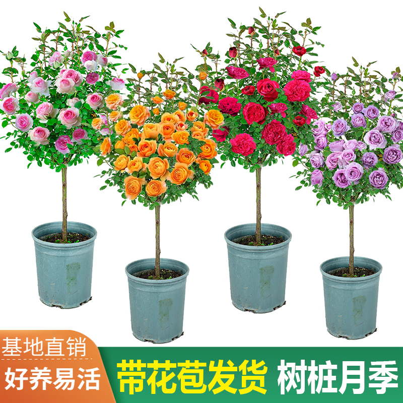 棒棒糖月季树桩花苗特大花朵花卉植物庭院四季开嫁接玫瑰树状月季