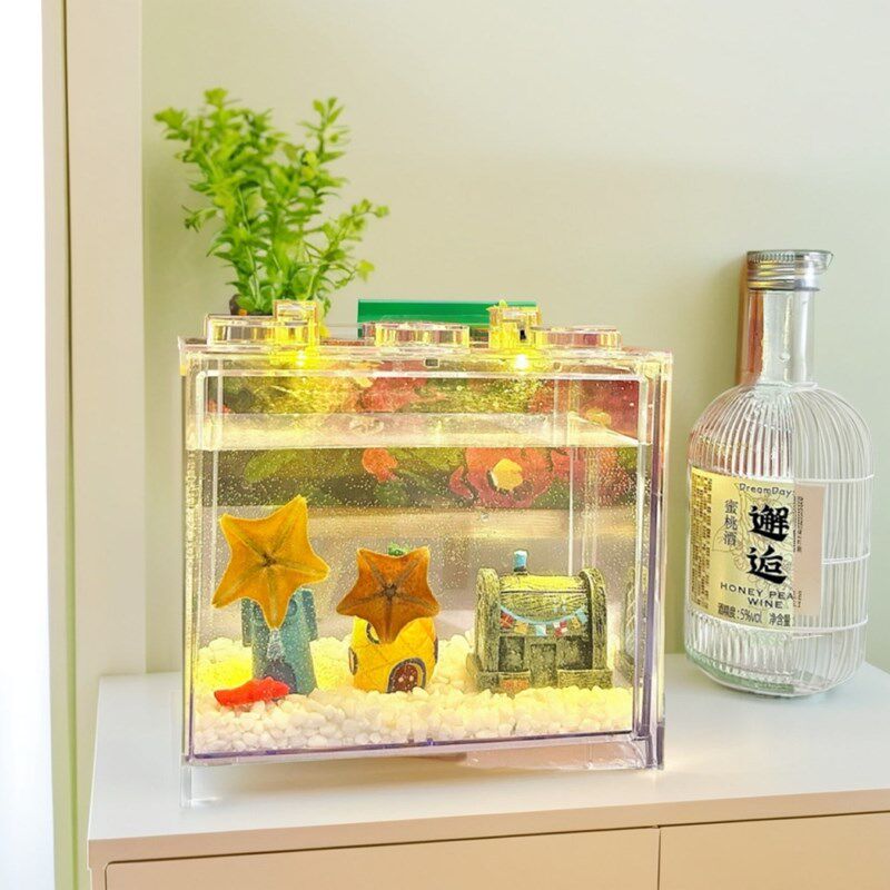 礼盒款桌面上的派大星 小宠物 海星 奇特宠物 海燕海星 创意礼品