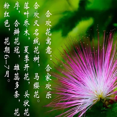 合欢树苗绒花树苗芙蓉花树苗盆栽南北方大型绿工程庭院风景绿化苗