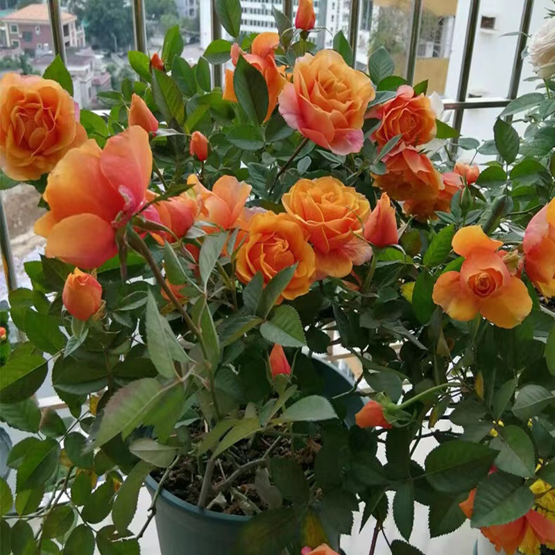 永远的艾帕索月季扦插灌木阳台大花微型月季花苗四季浓香玫瑰花苗