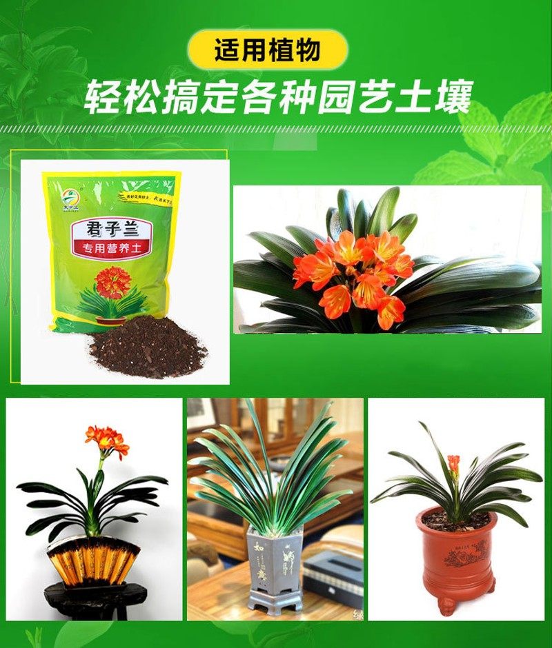 家庭园艺肥料 4升君子兰专用营养土环保有机肥君子兰植物营养肥料,鲜花速递/花卉仿真/绿植园艺,介质/营养土,淘宝优惠券,粉丝福利购,淘宝优惠卷