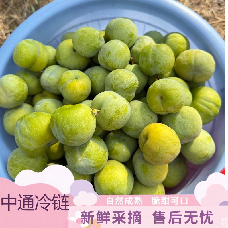 重庆青脆李应季新鲜水果脆甜多汁现摘现发中通冷链包邮