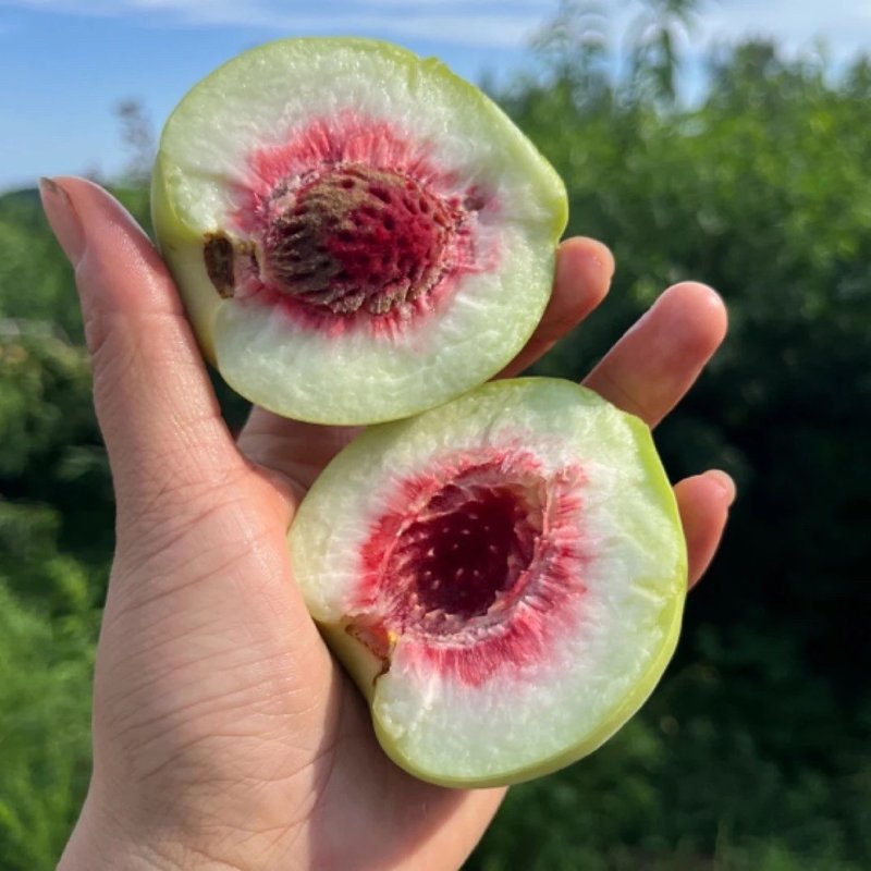 沂蒙山脆甜可口青脆离核桃子