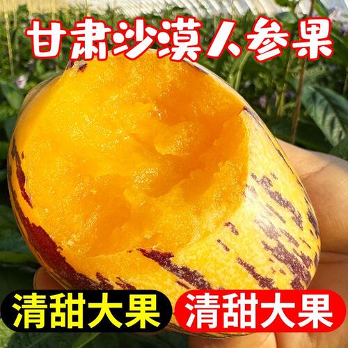 甘肃祁连山人参果现摘黄肉大果树上熟新鲜清甜多汁水果整箱