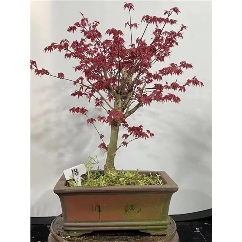 矮化红枫盆栽枫树盆景室内室外客厅书房嫁接矮桩观叶绿植带叶发货