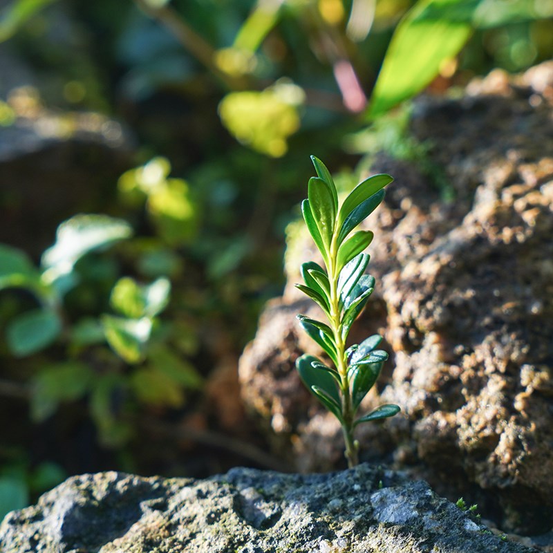 野生潮州凤凰米叶黄杨凤米黄杨迷你盆景盆栽树苗微型盆景小叶景观