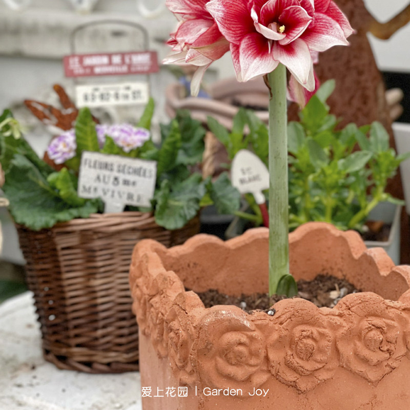 爱上花园丨园艺手压红陶花盆 陶盆 厚重园艺 玫瑰波浪边小方盆,鲜花速递/花卉仿真/绿植园艺,花盆,淘宝优惠券,粉丝福利购,淘宝优惠卷