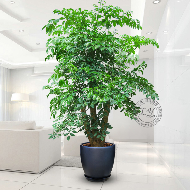 1.8~2.5米幸福树盆栽 植物办公室内花卉大树桩造型客厅大型绿植