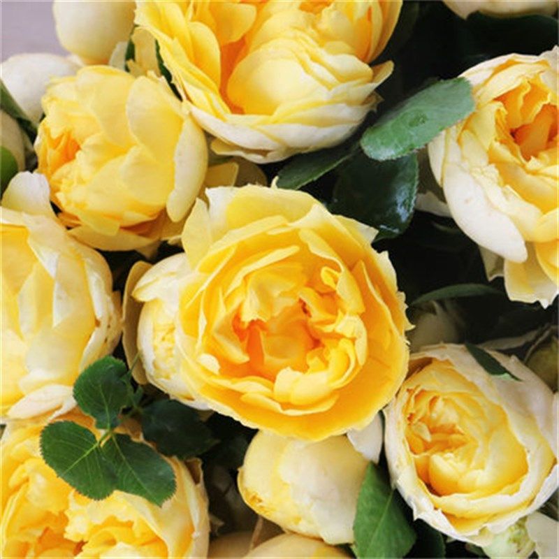 扦插苗金丝雀月季花苗黄色月季蔷薇玫瑰大花香味适合阳台盆栽,鲜花速递/花卉仿真/绿植园艺,月季/蔷薇/玫瑰,淘宝优惠券,粉丝福利购,淘宝优惠卷