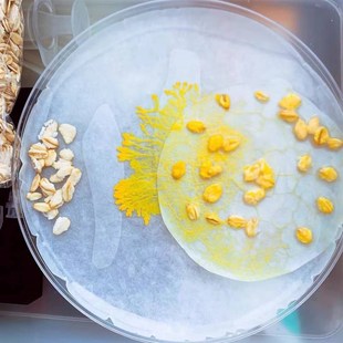 黏菌宠物菌种菌核培养粘菌迷宫曳尾菌学生家养好养史莱姆小宠物活