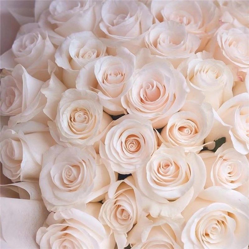 辛西娅月季花苗切花玫瑰  多季节开花灌木 阳台盆栽庭院四季种植,鲜花速递/花卉仿真/绿植园艺,月季/蔷薇/玫瑰,淘宝优惠券,粉丝福利购,淘宝优惠卷