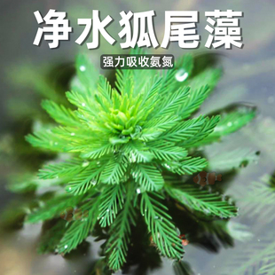 狐尾藻水草植物沼泽净水浮萍鱼缸净化过滤水质挺水养乌龟缸狐尾草