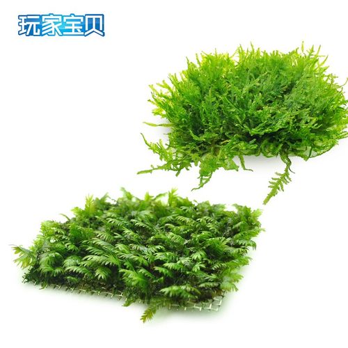水草 鱼缸造景前景草爬地矮珍珠天湖荽牛毛毡凤尾苔三角莫丝藻球