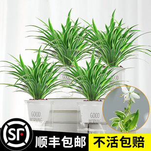 金边吊兰垂吊植物室内花卉盆栽青叶吊兰带花盆水养绿植好养易活