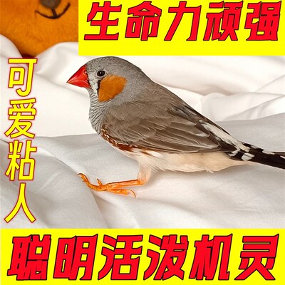 小珍珠鸟宠物鸟灰白鸟七彩鸟灰白珍珠活鸟萌宠物鸟一对可繁殖