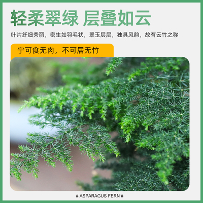 文竹盆栽植物室内客厅大盆盆景好养绿植办公室书房摆件高端花卉