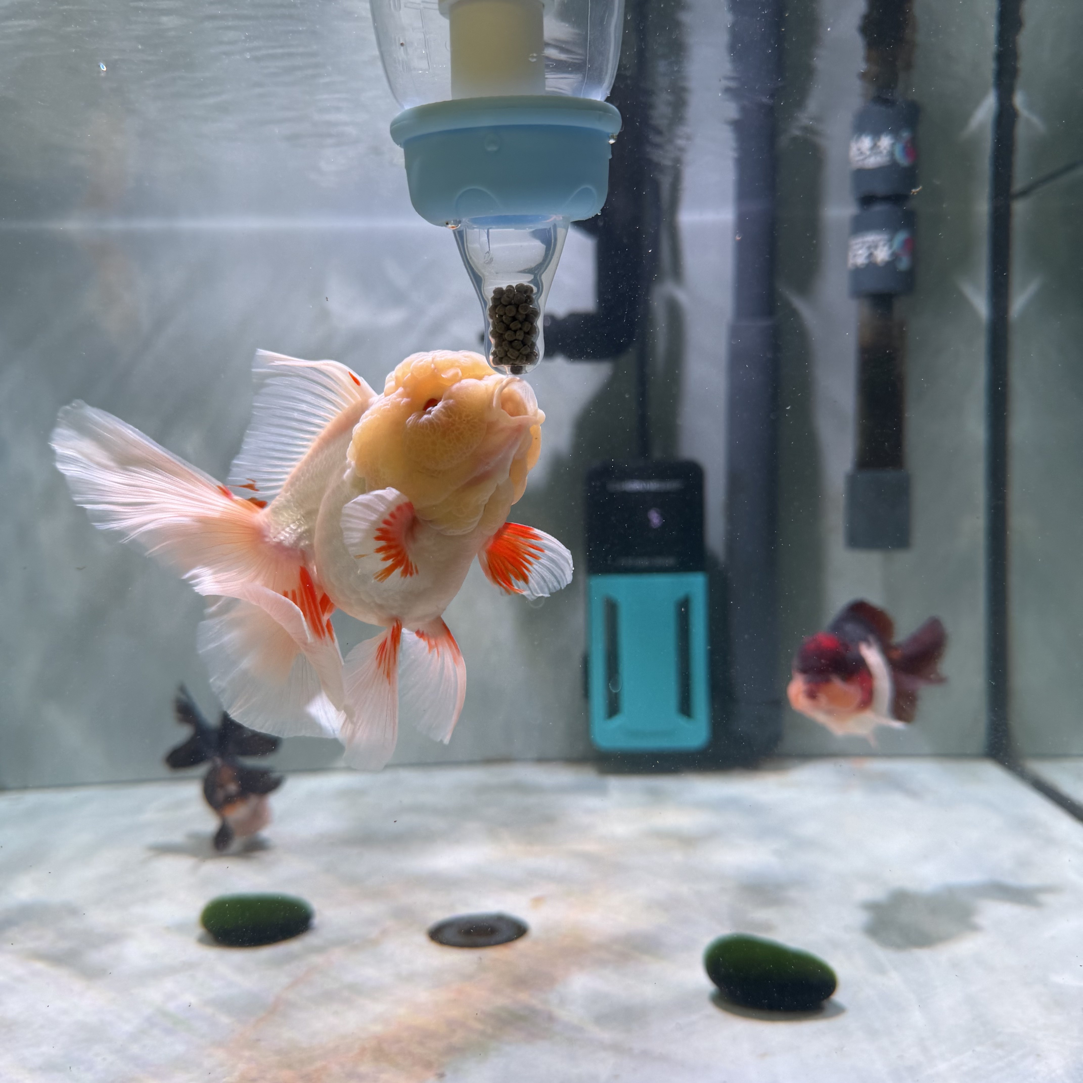 兰寿泰狮奶嘴喂鱼器防浑水下沉饲料专用鱼缸喂鱼器奶瓶喂鱼器