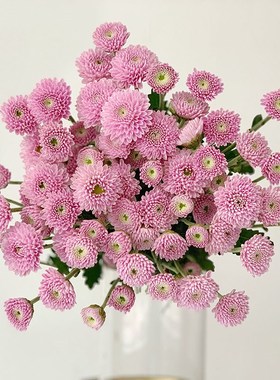 云南优质精品清新小雏菊鲜花花束花期长多色家庭办公插花水养礼物