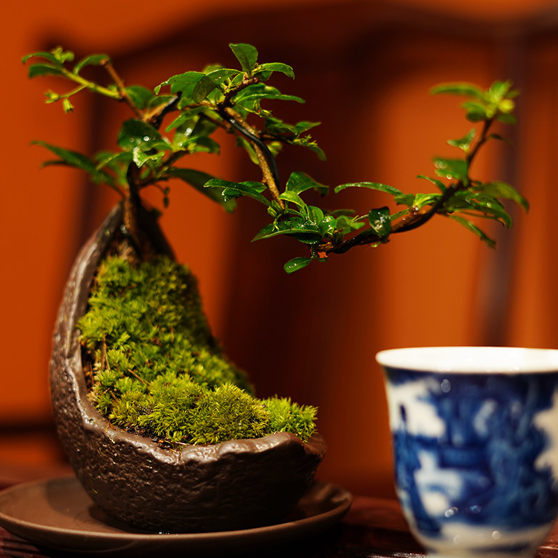 月牙盆福建茶盆景植物办公室绿植室内客厅桌面摆件悬崖造景盆栽,鲜花速递/花卉仿真/绿植园艺,花盆,淘宝优惠券,粉丝福利购,淘宝优惠卷