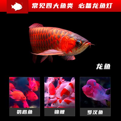 龙鱼灯鱼缸灯LED防水潜水照明灯龙鱼专用灯增色增艳水族观赏鱼