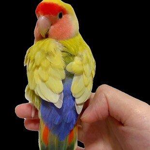高端特色牡丹鹦鹉雏鸟活鸟适合手养的宠物亲人粘人活泼听话好喂养