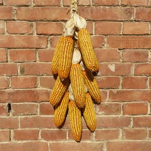 五谷丰登杂粮挂饰农家乐干玉米棒子农作物装饰玉米穗真玉米串挂件