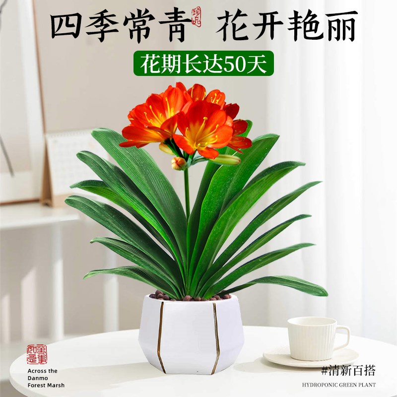 君子兰盆栽带花苞红色君子兰花客厅花卉绿植四季易活室内植物盆景