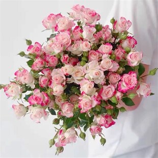 折射泡泡肯尼亚多头玫瑰花苗四季阳台庭院小花多头月季Z抗病强植