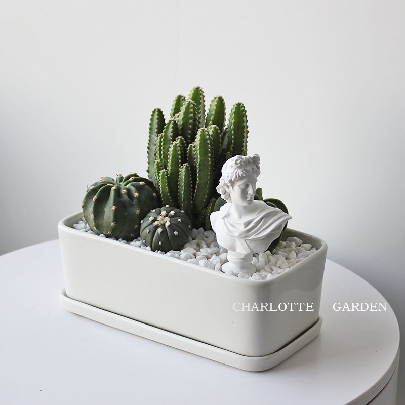 夏洛特花园仙人掌盆栽办公室桌面防辐射多肉植物室内创意绿植花卉