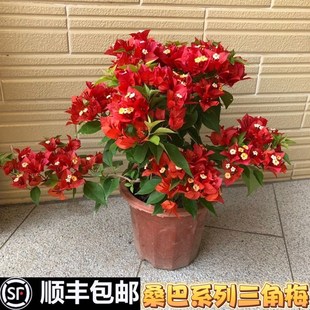 桑巴三角梅 热火桑巴 橙桑巴 紫红桑巴室外阳台四季勤花爬藤植物