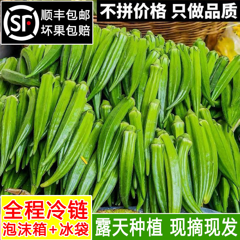 山东新鲜秋葵农家露天种植3斤装
