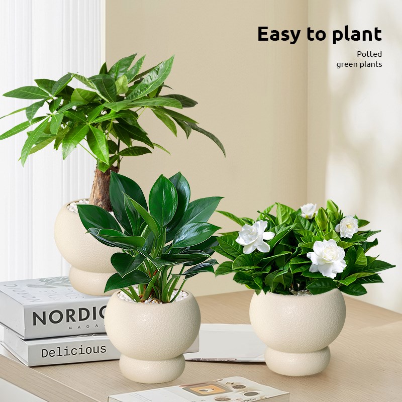 发财树金钻室内桌面植物富贵竹虎皮兰小盆栽办公室鸭脚木文竹绿植