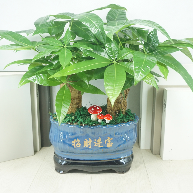 发财树桌面盆栽植物花卉室内净化空气吸甲醛包邮绿植办公室小盆景