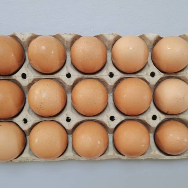 15枚纯纸浆鸡蛋托 纸鸭蛋托 礼品箱盒笨鸡蛋柴鸡蛋 纸浆蛋托