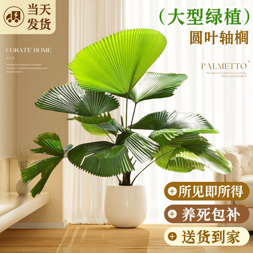 圆叶轴榈盆栽办公室内客厅落地大号大型绿植好养活大叶植物禄植