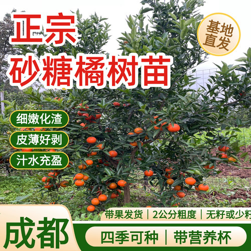 金秋砂糖橘树苗带果杯苗早熟啥糖橘嫁接树苗南北方盆栽柑橘果树苗