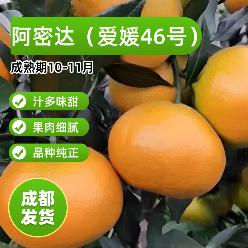 阿密达柑橘苗杯苗爱媛46号果树苗早熟耙耙柑树苗嫁接苗红美人春见