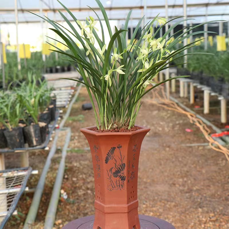 兰花建兰铁骨素心四季兰带花苞耐寒开花浓香室内阳台绿植花卉盆栽