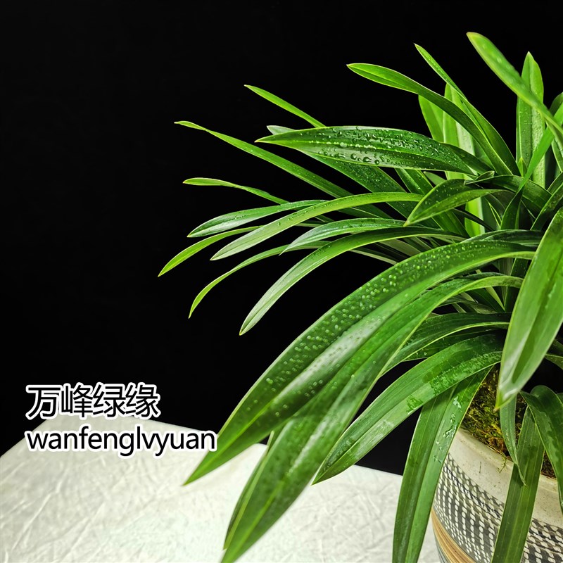 绿缘兰花苗四季兰小花蕙兰 雪梅 粉色杂交兰淡香桌面绿植室内盆栽