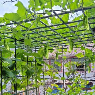 苦瓜架葡萄架子葫芦爬藤架猕猴桃藤架丝瓜百香果庭院户外支架牵引