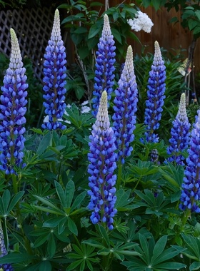 蓝色鲁冰花种子易活多年生草本羽扇豆四季花籽盆栽室外花种子耐寒