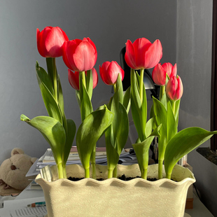 进口郁金香种球土培花卉盆栽水培植物室内外好活耐寒 带盆栽好