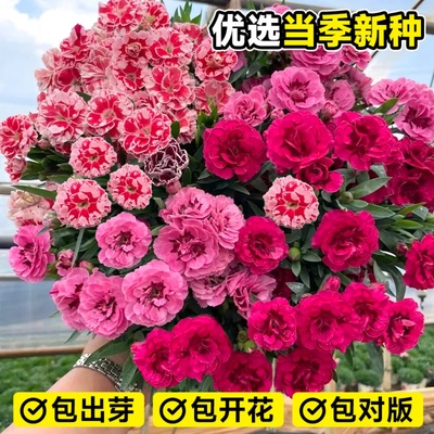 康乃馨花种子庭院花籽植物易种活