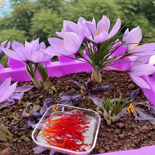 药用藏红花种球种子籽番红花花卉西红花苗植物球根球茎中草材