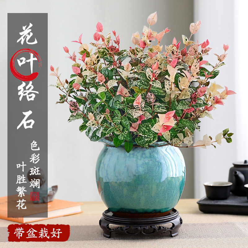 花叶络石四季五彩花卉盆栽彩络叶吊篮阳台绿植庭院植物景德镇陶瓷图片