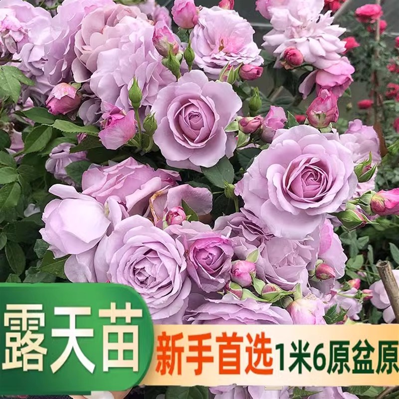 【带花发货】藤本月季花苗特大花浓香庭院植物室内花卉盆栽玫瑰