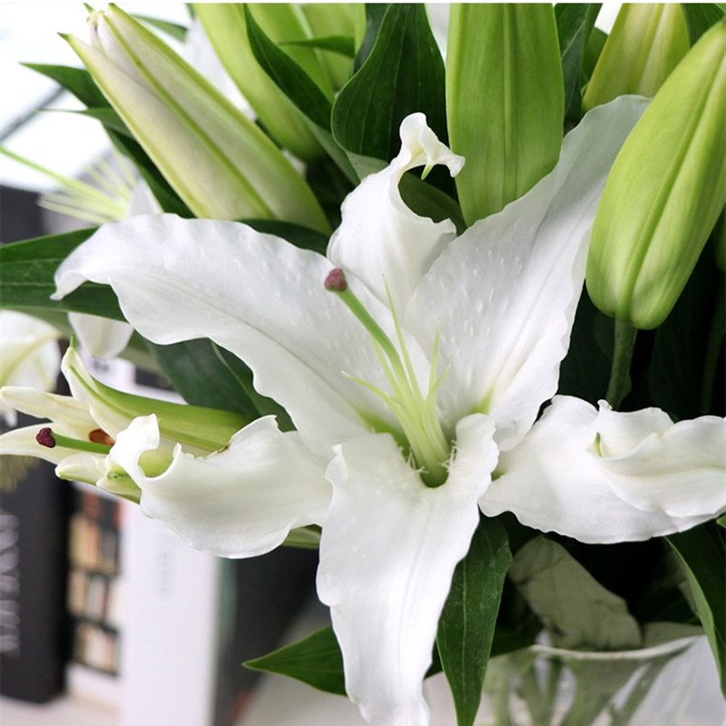 10支双头白百合花鲜花斗南直发云南基地花卉花束客厅摆设花瓶插花