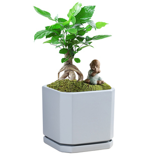 北欧亚光黑陶瓷花盆简约风格 创意方形家用桌面绿萝大号带分离托盘