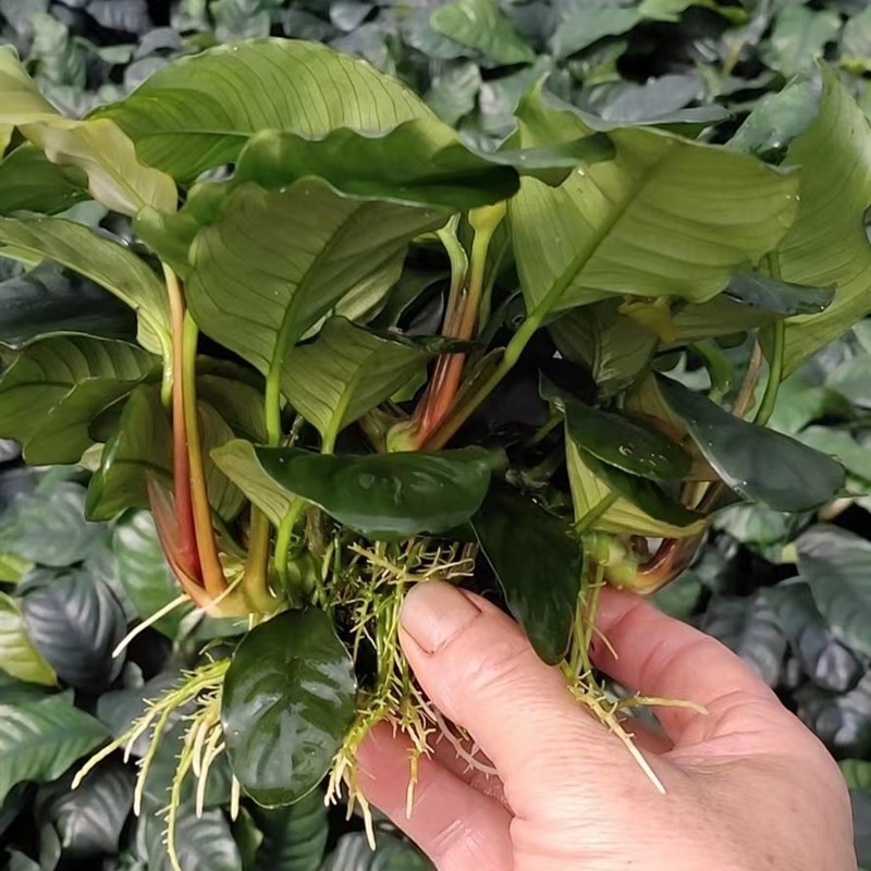 咖啡榕小坨草缸鱼缸造景水草场直发懒人水培增氧淡水水草阴性植物