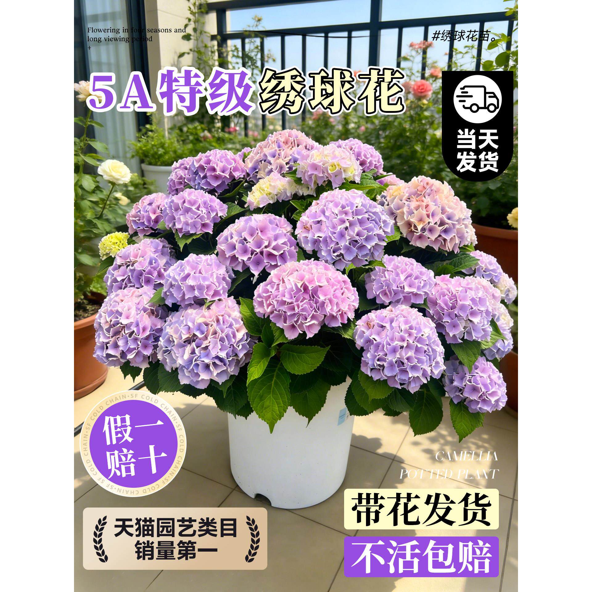 绣球花盆栽带花苞特大号鲜花老桩无尽夏大苗阳台庭院室内四季好养